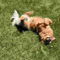 Profile picture golittlemom.bsky.social