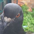 Profile picture grumpcake.bsky.social