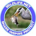 Profile picture wildlifenet.bsky.social