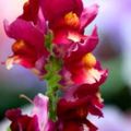 Profile picture sugarsnapdragons.bsky.social