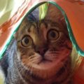Profile picture biscoitothekitty.bsky.social