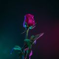 Profile picture denuhkg.bsky.social