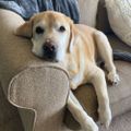 Profile picture presleypack.bsky.social
