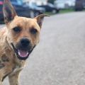 Profile picture deaddoglake.bsky.social