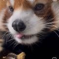 Profile picture redpanda5656.bsky.social