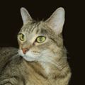 Profile picture herfelinehighness.bsky.social