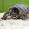 Profile picture snappytortoise.bsky.social