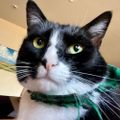 Profile picture walterthepandacat.bsky.social