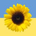 Profile picture sdsunchaser.bsky.social