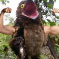 Profile picture thatpotoo.bsky.social