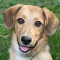Profile picture k9rescue.bsky.social