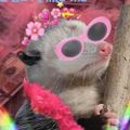 Profile picture toritoki.bsky.social