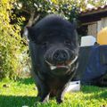 Profile picture roqueminipig.bsky.social