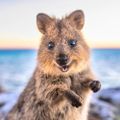 Profile picture quirkyquokka25.bsky.social
