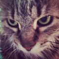 Profile picture kittykk.bsky.social