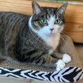 Profile picture pebblesthecat.bsky.social