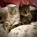 Profile picture littermates.bsky.social