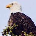 Profile picture speckledeagle.bsky.social