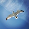 Profile picture chesnel.bsky.social
