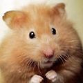 Profile picture jacklehamster.bsky.social