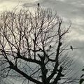 Profile picture petchary.bsky.social