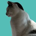 Profile picture allgoodcats.bsky.social