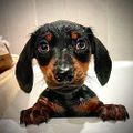 Profile picture dog-e-doo-doo.bsky.social