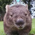 Profile picture w0mbatwag0n.bsky.social