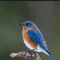 Profile picture bohemianbird.bsky.social