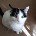 Profile picture katsbluesky.bsky.social