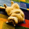 Profile picture stephenjkittycat.bsky.social