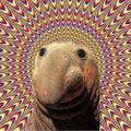 Profile picture hijinks.bsky.social