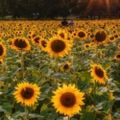Profile picture yellowspringsohio.bsky.social