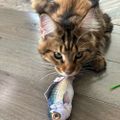 Profile picture oscarcat1.bsky.social