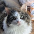 Profile picture pets.triangulum598.laniakeastudios.net