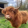 Profile picture naughtyheifer.bsky.social