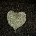 Profile picture zeniara.bsky.social
