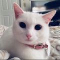 Profile picture lyndacat.bsky.social