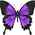 Profile picture truthseeker73863.bsky.social