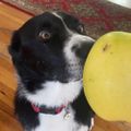 Profile picture firstdogonthemoon.bsky.social