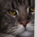 Profile picture coconutmuffin.bsky.social