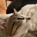 Profile picture cats.lewni.fr