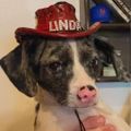 Profile picture lindathedog.bsky.social