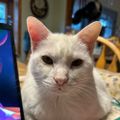 Profile picture kittyears.bsky.social