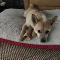 Profile picture lotsofdogsinla.bsky.social