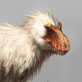 Profile picture furosaurus.bsky.social