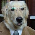 Profile picture luckywookiee.bsky.social