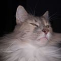 Profile picture catwithgeologists.bsky.social