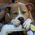 Profile picture pitbullboops.bsky.social