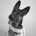 Profile picture theshaggyshepherd.bsky.social